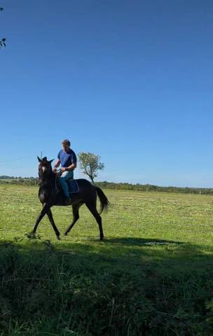 Cheval de randonnée et dressage