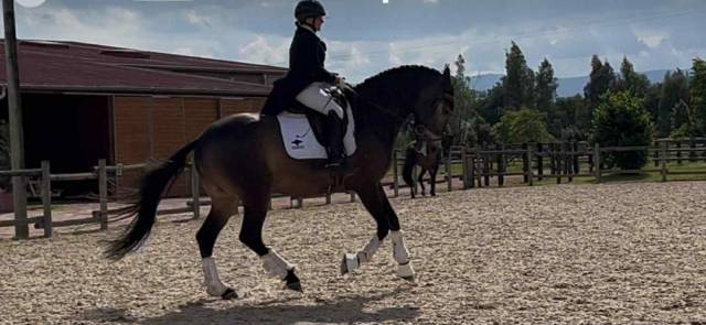 Hongre - lusitanien - 7 ans - psg- piro free