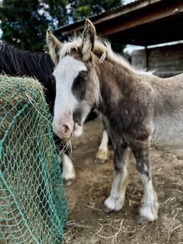 Poulain irish cob silver pp