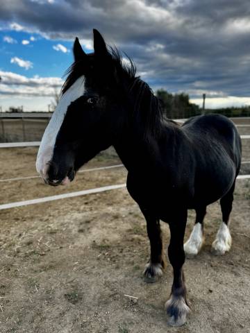 Poulain irish cob noir aux yeux bleus pp