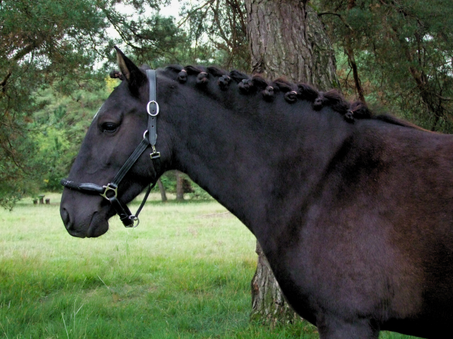 Ponette de sport 4 ans