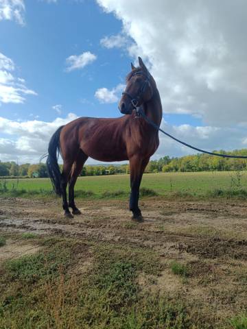 Vend trotteuse pré debourré