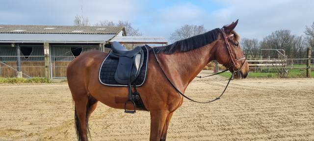 Selle français 15ans maître d’école