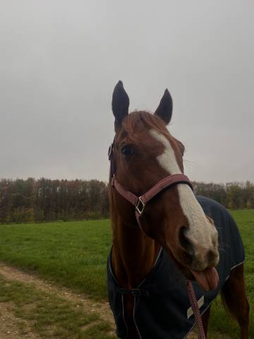 Cheval à vendre