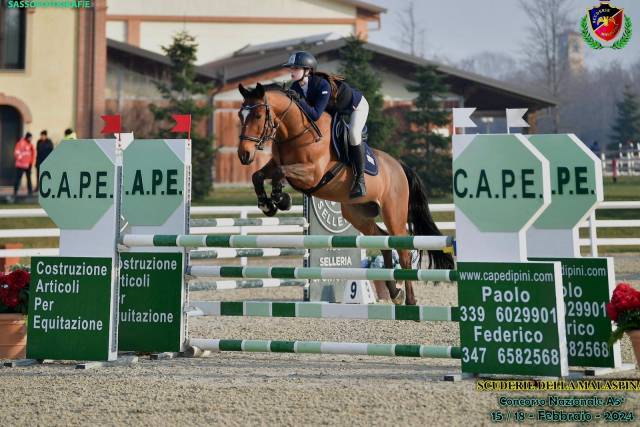Hongre pfs poney français de selle a vendre 2014 bai