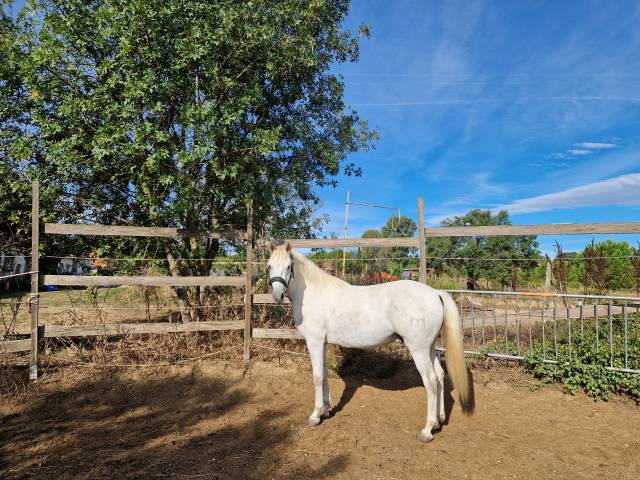 Cheval camargue  oc  3 ans