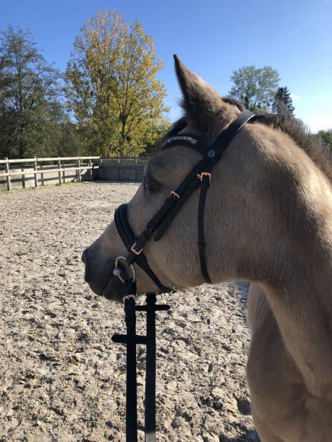 Ponette oc 7ans