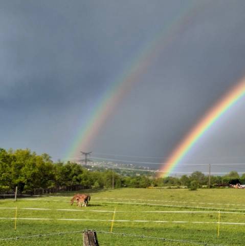 Pension troupeau pour chevaux