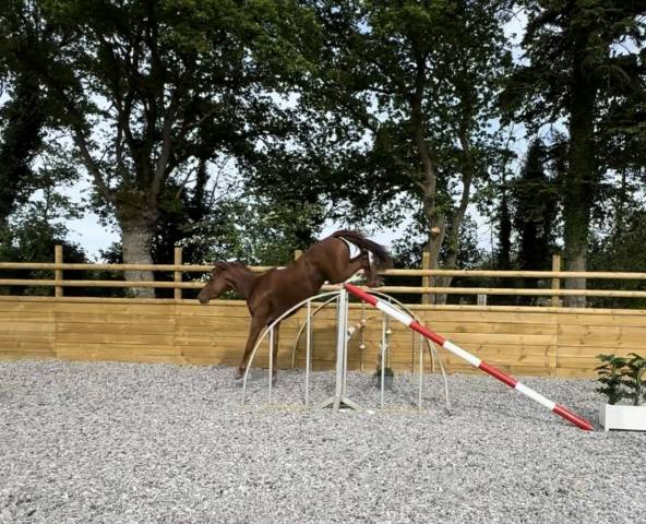 Jument 170cm sf