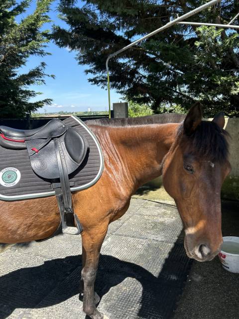 Selle noir FORESTIER