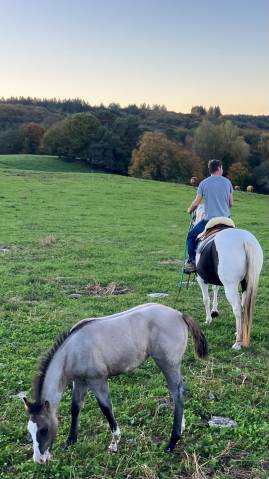 Pouliche cheval grullo