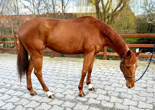 Mystic, une jument en or 