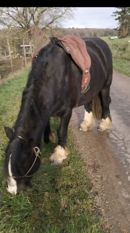 Hongre irish cob
