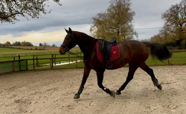 Hongre 4 ans x furstenball orienté dressage