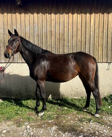 Belle jument de sport sf