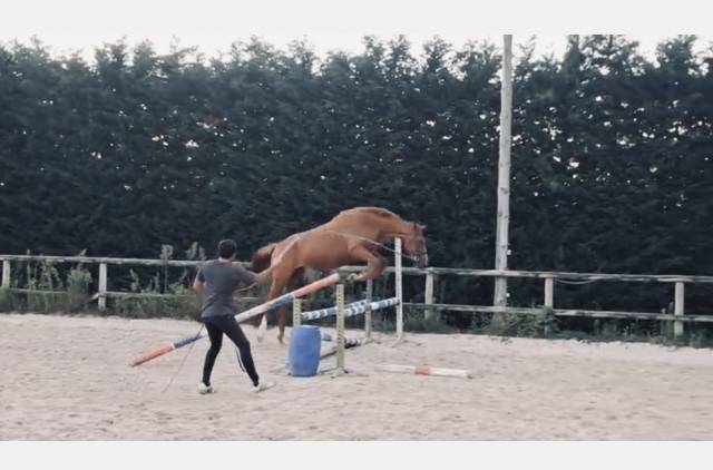 Magnifique jument de sport