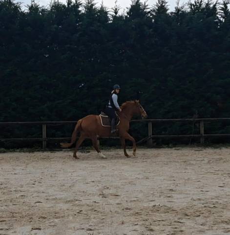 Magnifique jument de sport 