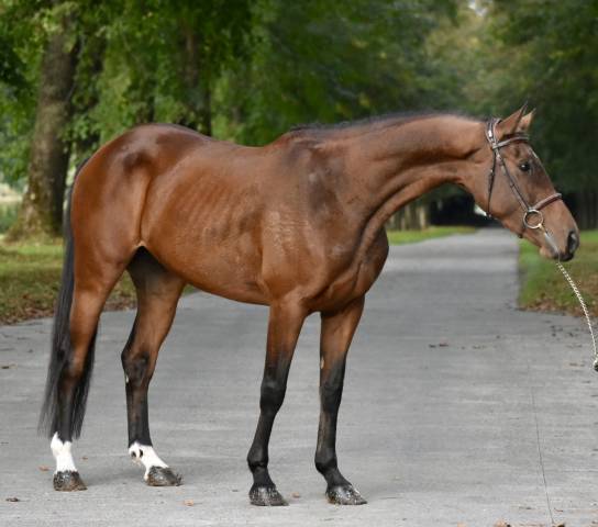 Chevaux De Sport CSO Saut D Obstacle Vendre Equirodi France Chevaux De Sport CSO Saut D Obstacle Vendre Equirodi France