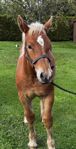 Poulain trait comtois