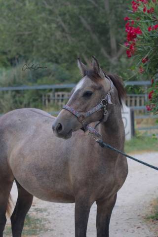 Jument d’1 an et demi, pottok x pur sang arabe