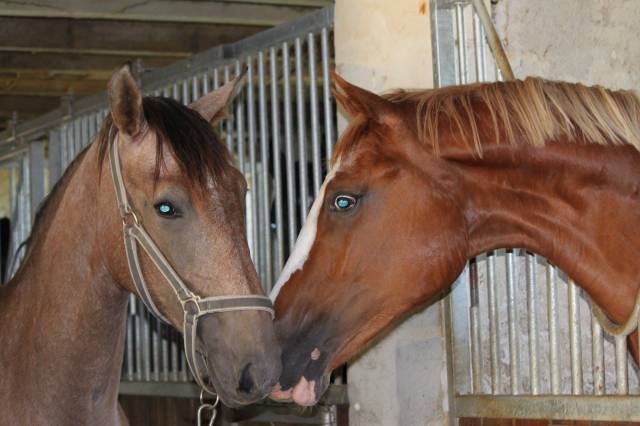 Apprenez a developper votre cheval