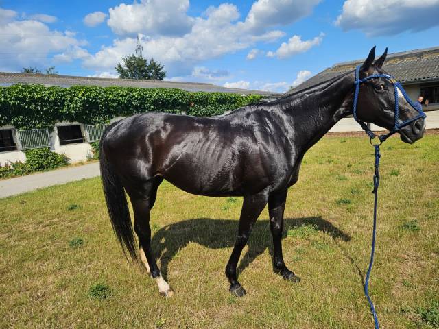 Polo pony