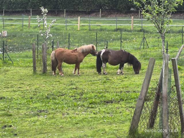Femelle shetland 3 ans pleine