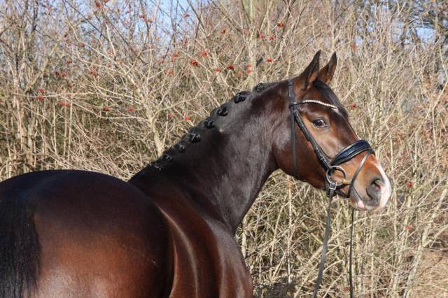 Chic poulinière pleine de zonik plus