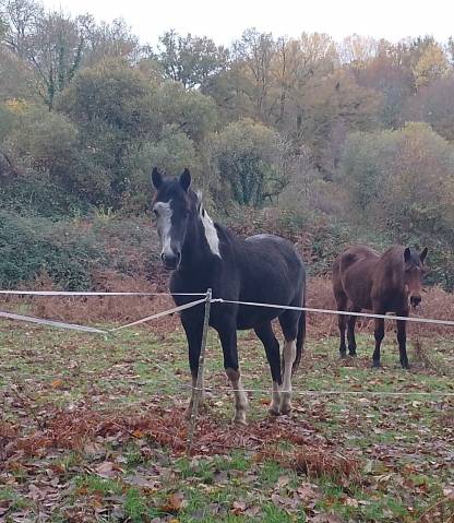 Adorable poulain pie gris oc 