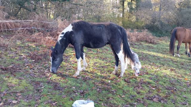 Adorable poulain pie gris oc