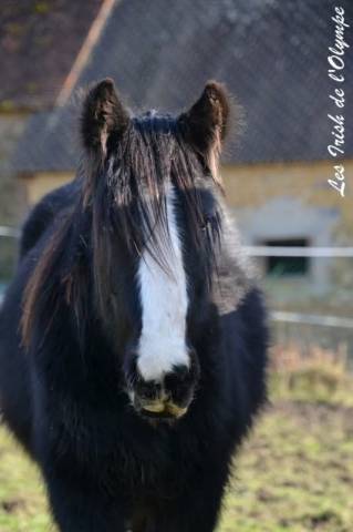 Irish-cob ngao de l' olympe