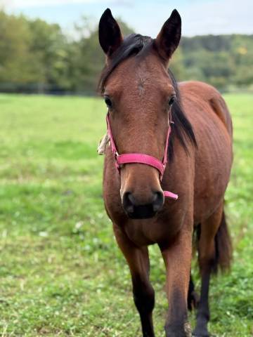 Ponette onc 2 ans