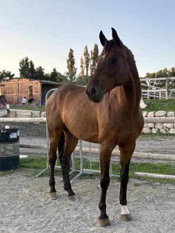 Hongre holsteiner 8 ans. 