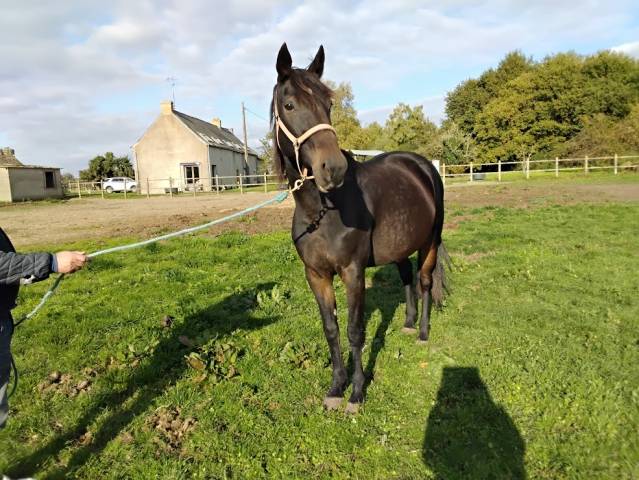 Adorable jument tf de 10 ans pour reconversion