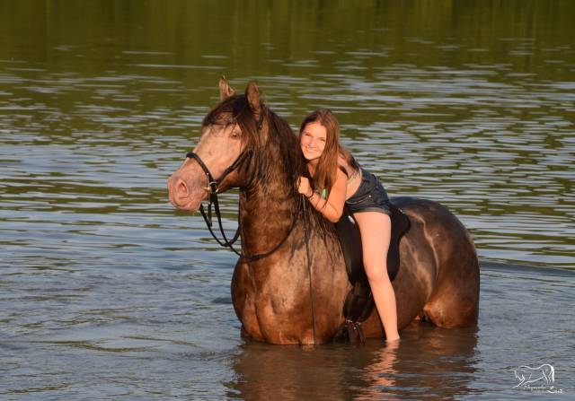 Gucci blue, etalon pre x quarter champagne, 9 ans