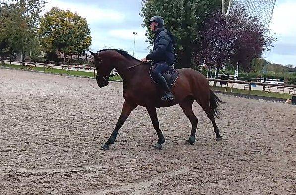 Hongre 9 ans pp