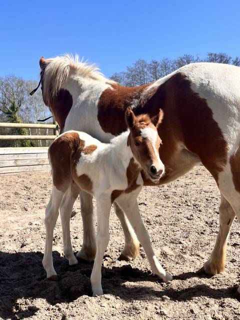 Pouliche pfs pie alezan