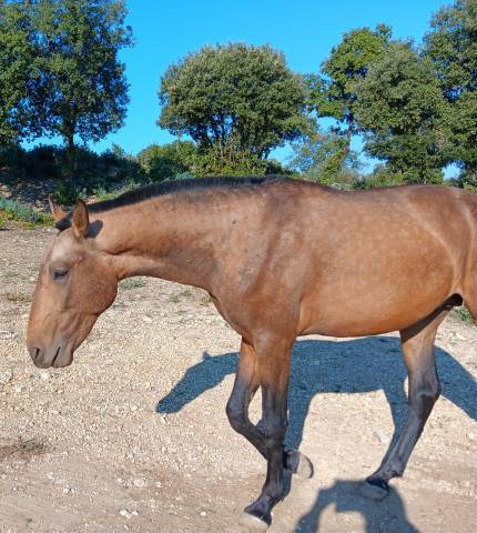 très  jolis poulains psl
