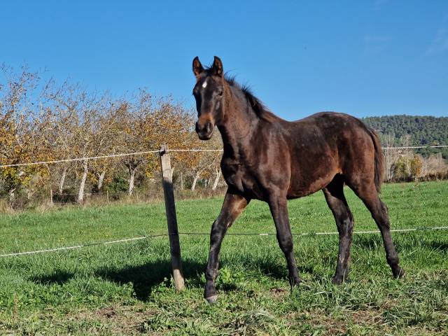 Foal, tres belle souche maternelle