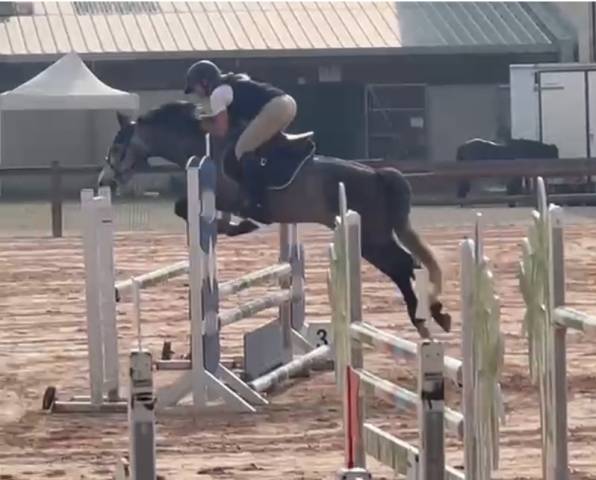 Poney connemara 5 ans