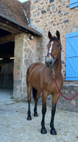 Cède maître d'école