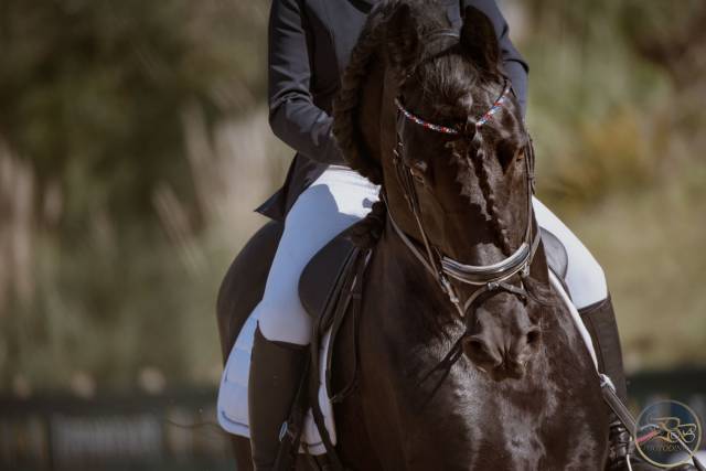 Frison étalon plein papiers.