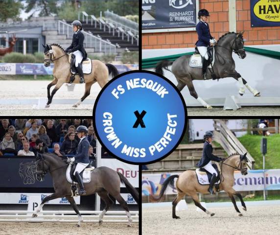 Poulain origines dressage à réserver in utero