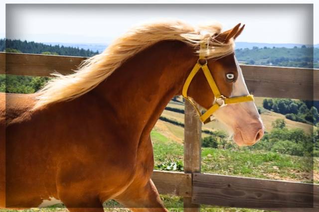 Mâle welsh cob de 2024