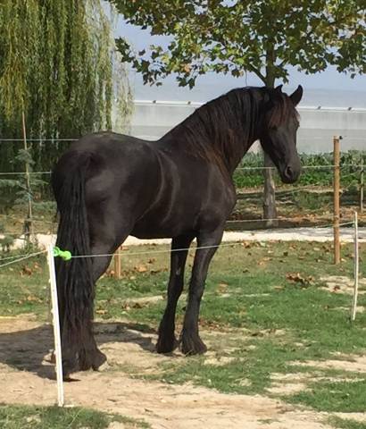 Jument frison pp stud-book