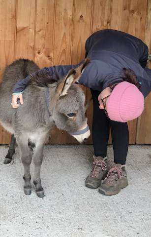Anes sardes et miniatures mediation et compagnie
