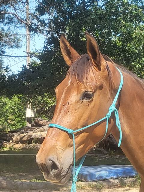 Jument pure race espagnole