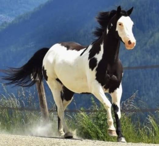 Paint horse pp hongre 11 ans