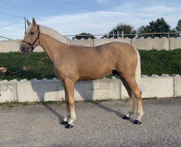 Palomino sport 4 ans