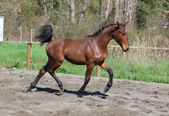 Pouliche hanovrienne d'avenir, vitalis x glamourdale